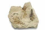 Fossil Polycotylid Plesiosaur (Thililua?) Tooth - Asfla Morocco #252349-1